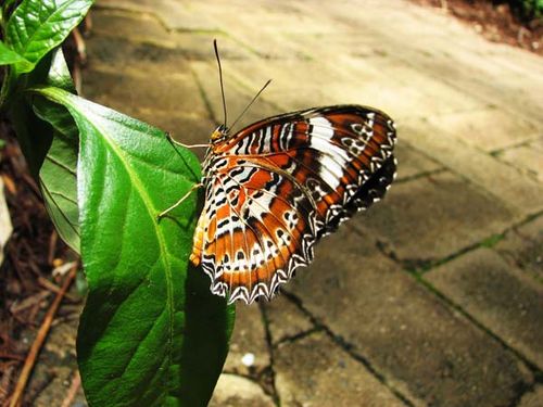 Orange Lacewing | Cethosia penthesilea photo