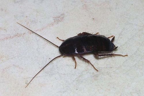 Oriental Cockroach | Blatta orientalis photo