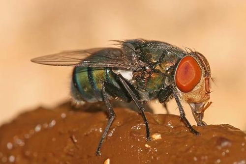 Oriental Latrine Fly | Chrysomya megacephala photo