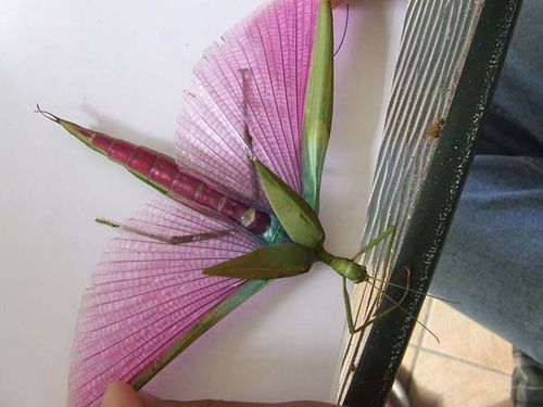 Pink-winged Phasma | Podacanthus typhon photo