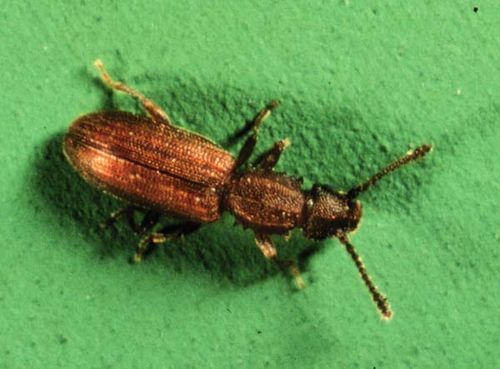 Sawtoothed Grain Beetle | Oryzaephilus surinamensis photo