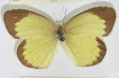 No-brand Grass-yellow | Eurema brigitta photo