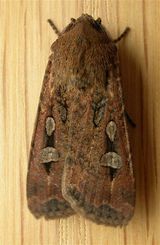 Bogong moth