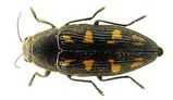 Painted Jewel Beetle