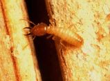 Subterranean Termite