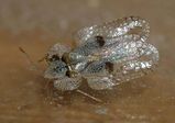 Sycamore Lace Bug