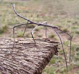 Stick Insect