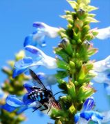 Cuckoo Bee