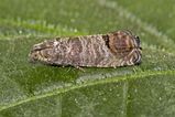 Codling Moth