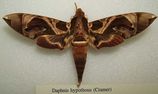 Hawk Moth