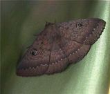 Southern Old Lady Moth