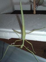 Spur Legged Phasmid