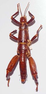 Lord Howe Island Stick Insect