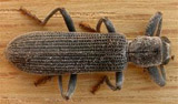 Clerid Beetle
