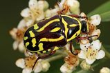 Fiddler Beetle