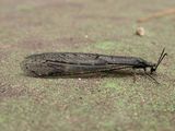 Antlion Lacewing