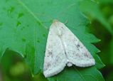 Cotton Bollworm