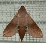 Coprosma Hawk Moth