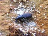 Black Pine Bark Beetle