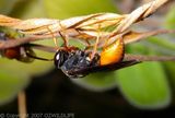 Potter Wasp