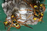 Paper Wasp