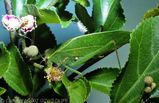 Gum Leaf Katydid