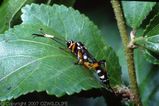 Black and White-striped Ichneumon Wasp