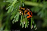 Variable Ladybird