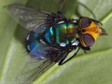 Snail Parasite Blowfly