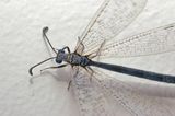 Antlion