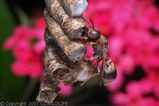 Paper Wasp