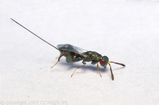 Mantis Parasitic Wasp