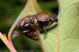 Brown Flower Beetle