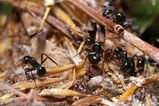 Dome-backed Spiny Ant