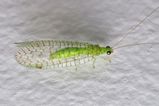 Green Lacewing