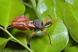 Assassin Bug