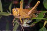 Hedge Grasshopper