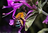 Blue-banded Bee