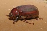 Brown Cockchafer