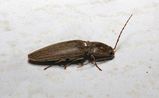 Click Beetle