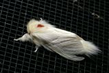 Tussock Moth