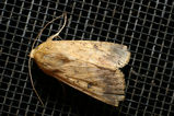 Native Budworm, Heliothis punctigera