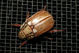 Scarab Beetles