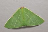 Emerald Moth