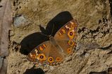 Meadow Argus