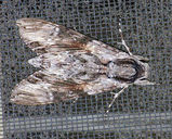 Convolvulus Hawk-moth