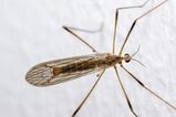 Crane Fly