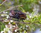 Tachnid Fly