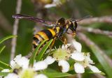 Paper Wasp