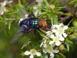 Blowfly